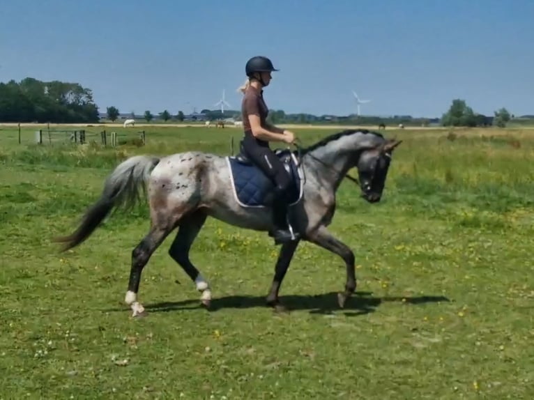 Appaloosa Semental 4 años 163 cm Atigrado/Moteado in Hitzum