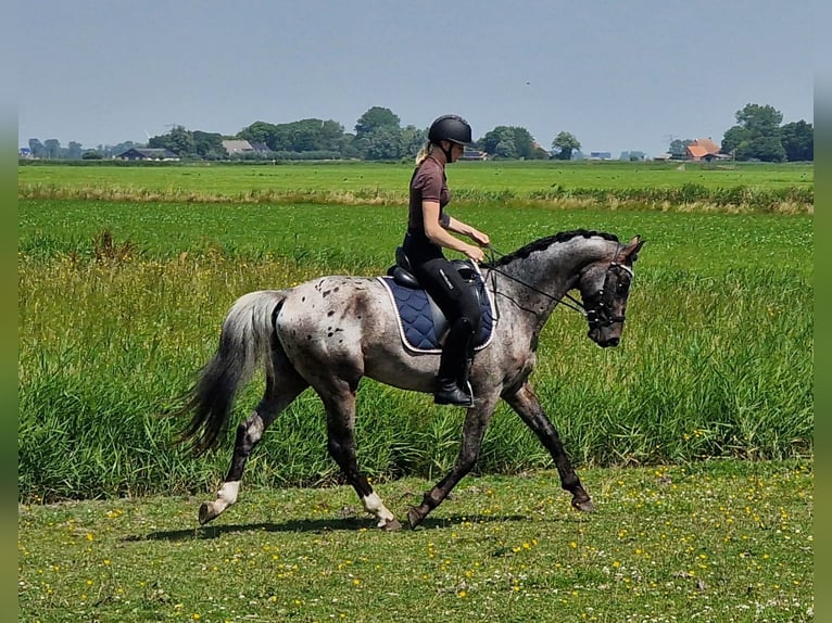 Appaloosa Semental 4 años 163 cm Atigrado/Moteado in Hitzum