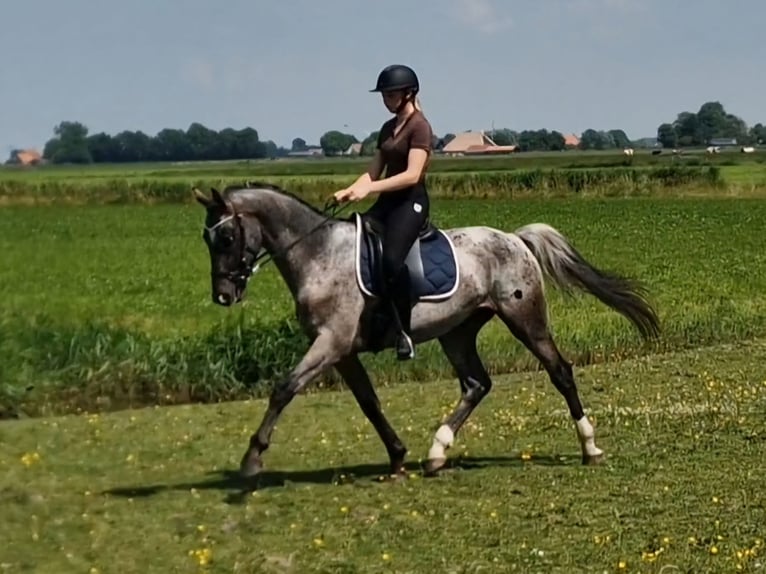 Appaloosa Semental 4 años 163 cm Atigrado/Moteado in Hitzum