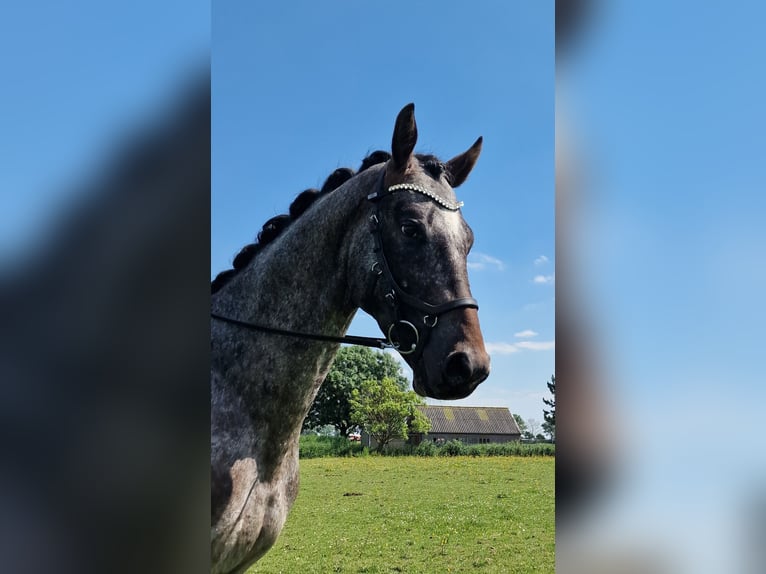 Appaloosa Semental 4 años 163 cm Atigrado/Moteado in Hitzum