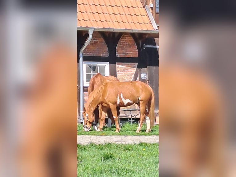 Appaloosa Mestizo Semental 5 años 153 cm Alazán in Lilienthal