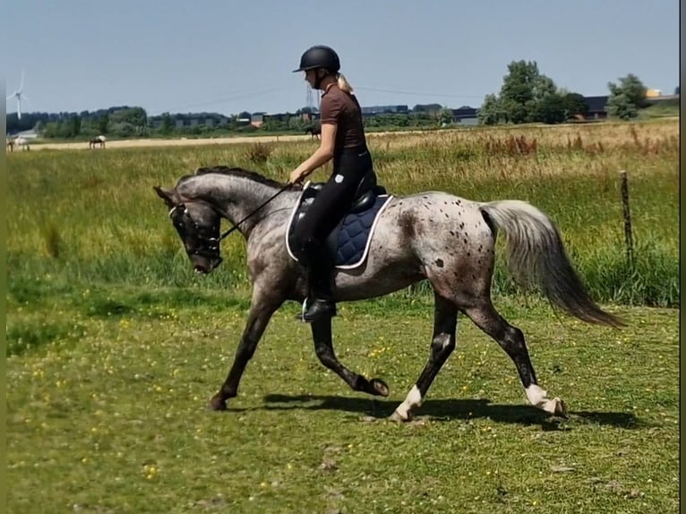 Appaloosa Semental 5 años 163 cm Atigrado/Moteado in Hitzum