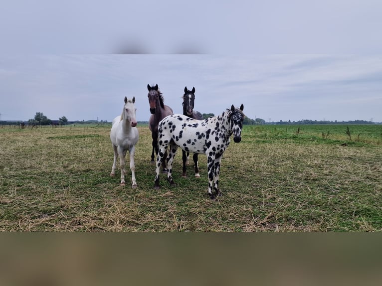 Appaloosa Semental 5 años 163 cm Atigrado/Moteado in Hitzum