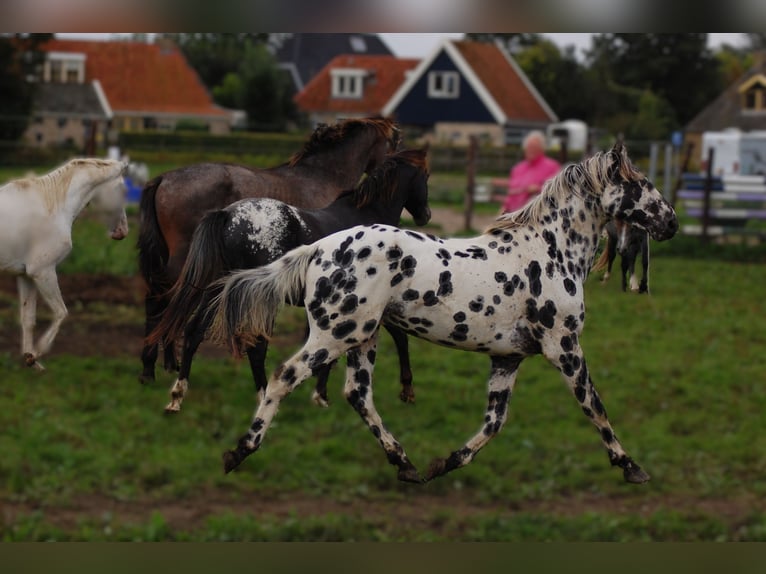 Appaloosa Semental 5 años 163 cm Atigrado/Moteado in Hitzum