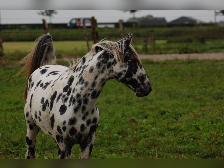 Appaloosa Semental 5 años 163 cm Atigrado/Moteado in Hitzum