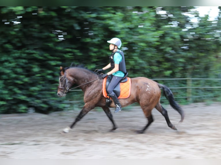 Appaloosa Semental 5 años 165 cm Atigrado/Moteado in Boxmeer