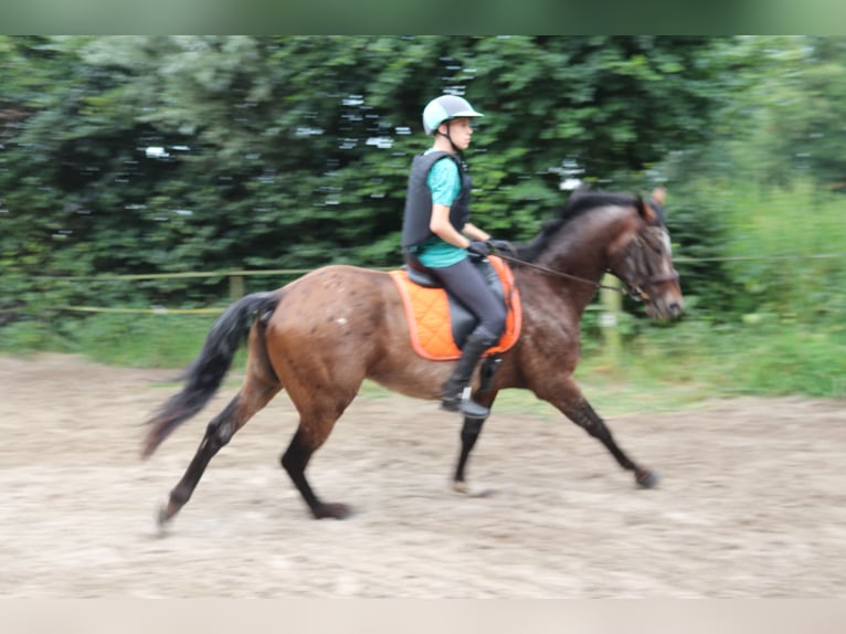 Appaloosa Semental 5 años 165 cm Atigrado/Moteado in Boxmeer