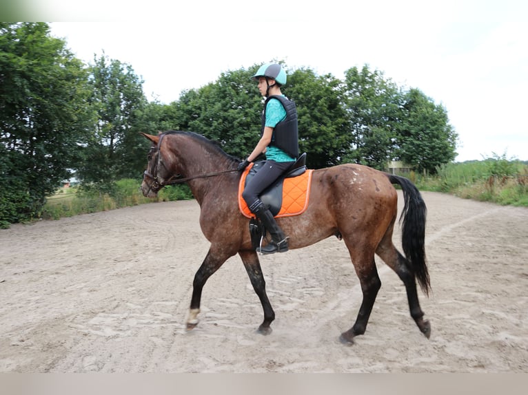 Appaloosa Semental 5 años 165 cm Atigrado/Moteado in Boxmeer