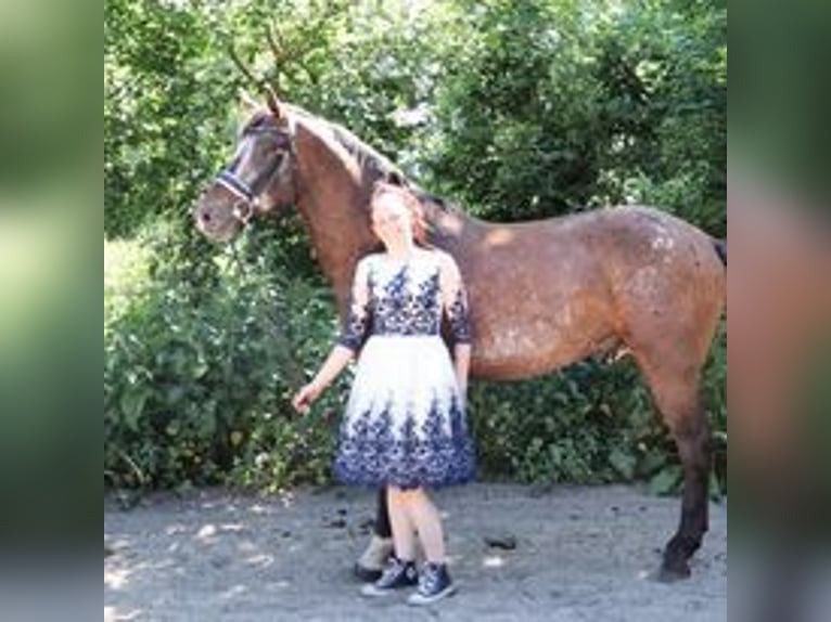 Appaloosa Semental 5 años 165 cm Atigrado/Moteado in Boxmeer