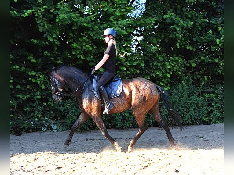 Appaloosa Semental 5 años 165 cm Atigrado/Moteado in Boxmeer