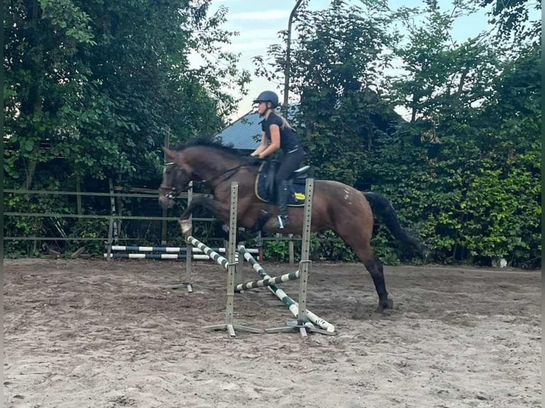 Appaloosa Semental 5 años 165 cm Atigrado/Moteado in Boxmeer