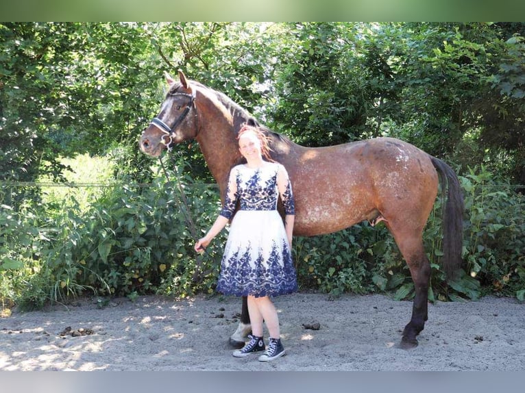 Appaloosa Semental 5 años 165 cm Atigrado/Moteado in Boxmeer