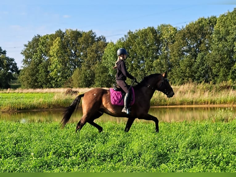 Appaloosa Semental 5 años 165 cm Atigrado/Moteado in Boxmeer