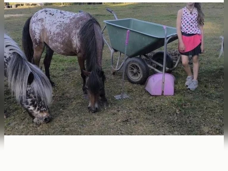 Appaloosa Semental 5 años Atigrado/Moteado in Averbode