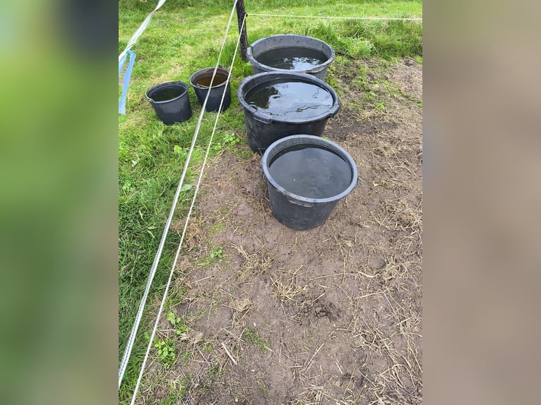 Appaloosa Semental 5 años Atigrado/Moteado in Averbode