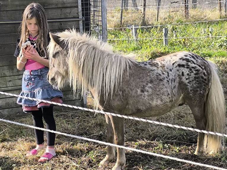 Appaloosa Semental 6 años 117 cm Atigrado/Moteado in Averbode