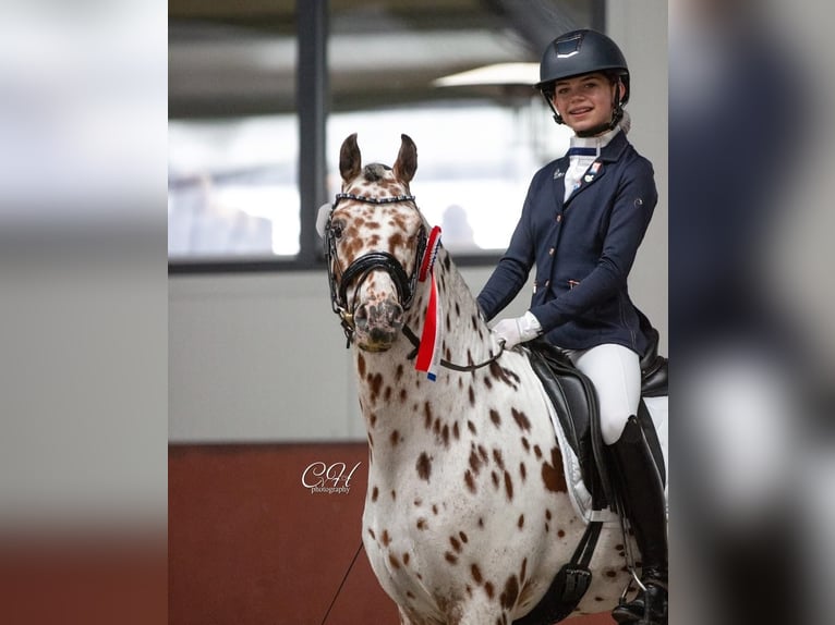 Appaloosa Semental 6 años 143 cm Atigrado/Moteado in Oirschot