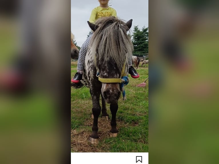 Appaloosa Semental 6 años Atigrado/Moteado in Averbode