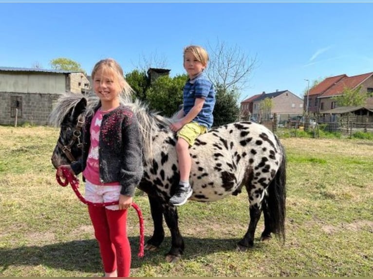 Appaloosa Semental 6 años Atigrado/Moteado in Averbode