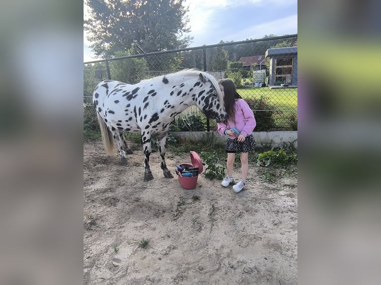 Appaloosa Semental 6 años Atigrado/Moteado in Averbode