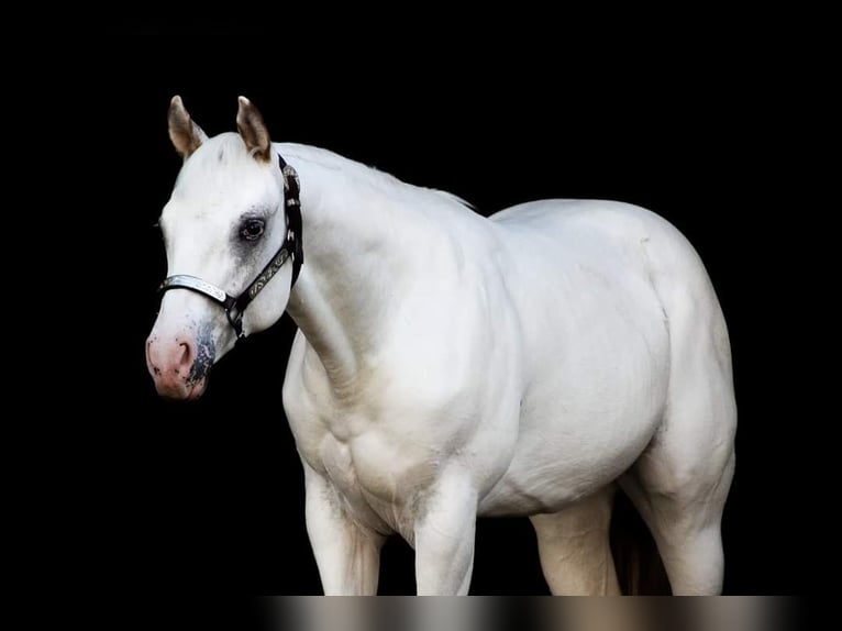 Appaloosa Semental Atigrado/Moteado in Kirtorf