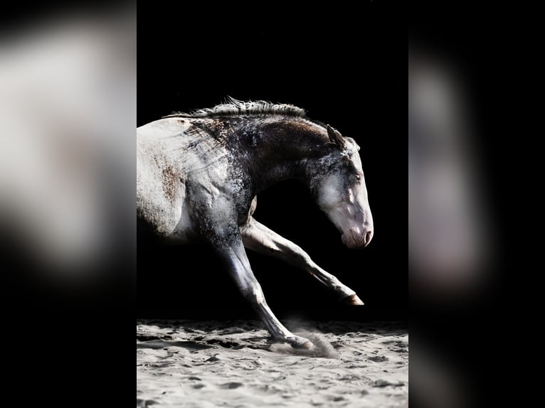 Appaloosa Semental Atigrado/Moteado in Geldern