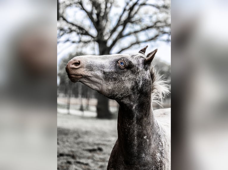 Appaloosa Semental Atigrado/Moteado in Geldern