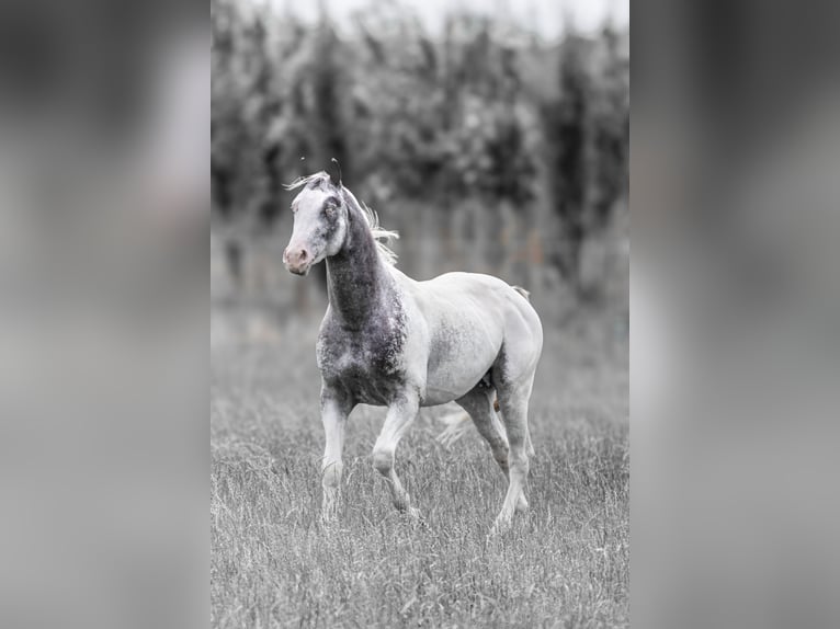 Appaloosa Semental Atigrado/Moteado in Geldern