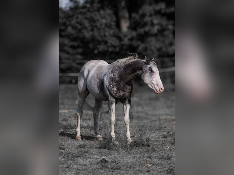 Appaloosa Semental Atigrado/Moteado in Geldern