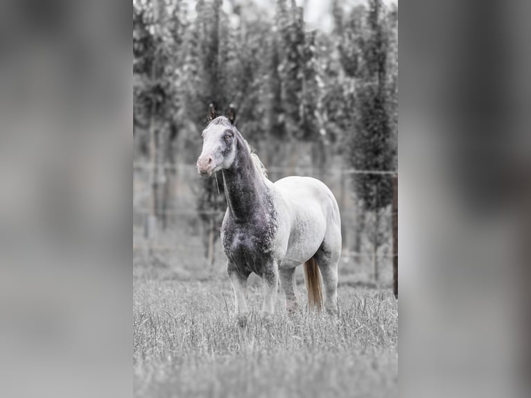 Appaloosa Semental Atigrado/Moteado in Geldern