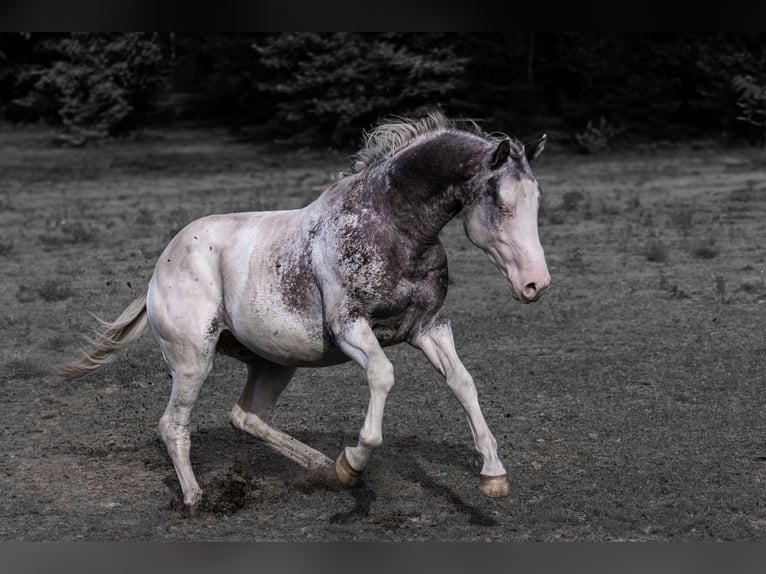 Appaloosa Semental Atigrado/Moteado in Geldern