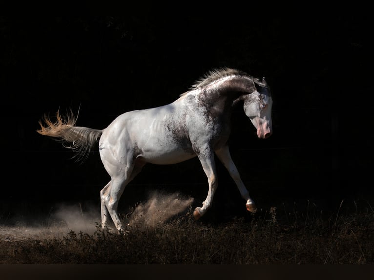 Appaloosa Semental Atigrado/Moteado in Geldern
