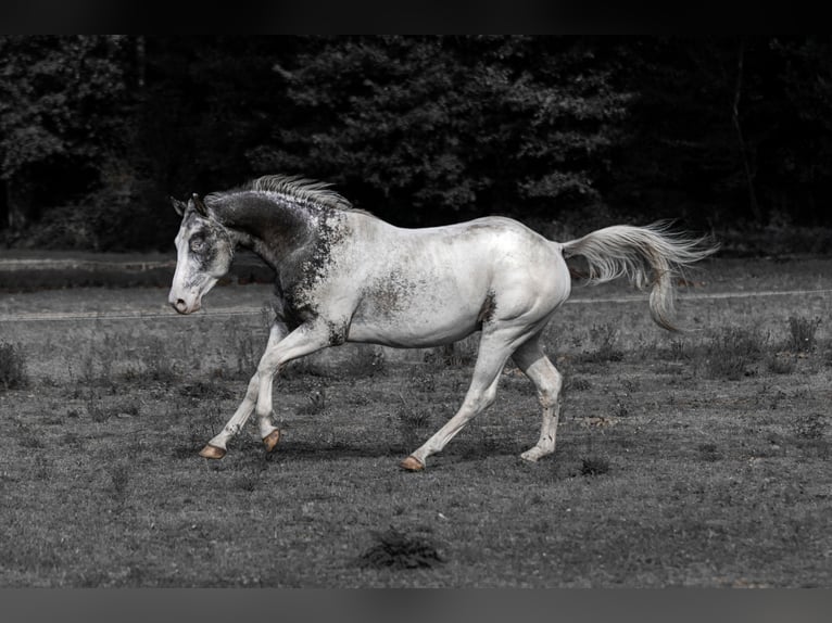 Appaloosa Semental Atigrado/Moteado in Geldern