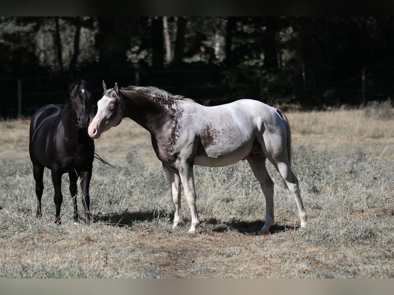 Appaloosa Semental Atigrado/Moteado in Geldern