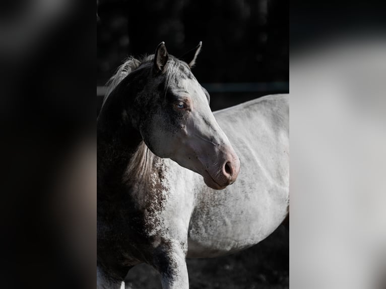 Appaloosa Semental Atigrado/Moteado in Geldern