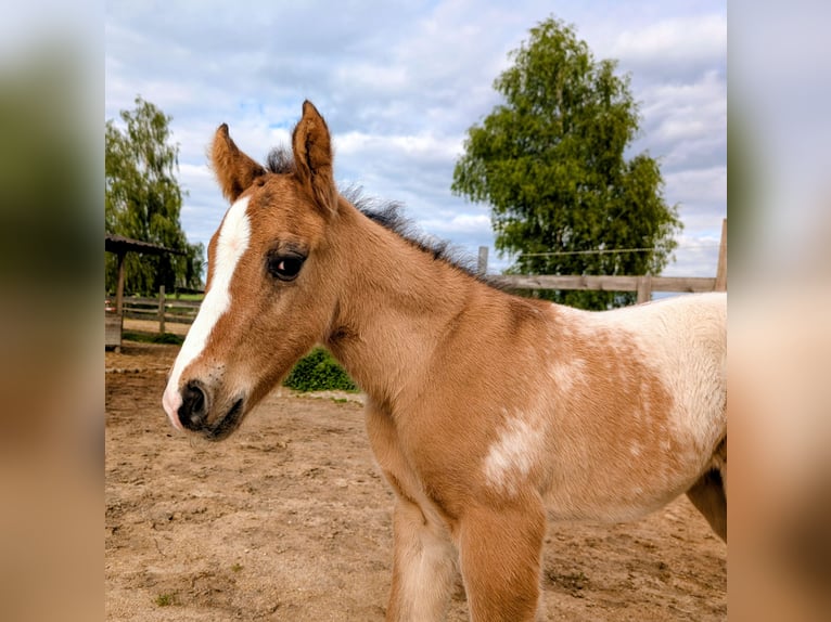 Appaloosa Semental Potro (05/2026) 150 cm Castaño in Brand