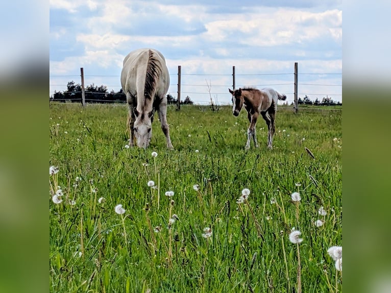 Appaloosa Semental Potro (05/2026) 150 cm Castaño in Brand