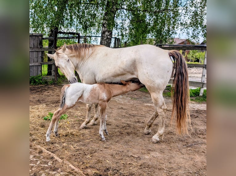 Appaloosa Semental Potro (05/2026) 150 cm Castaño in Brand