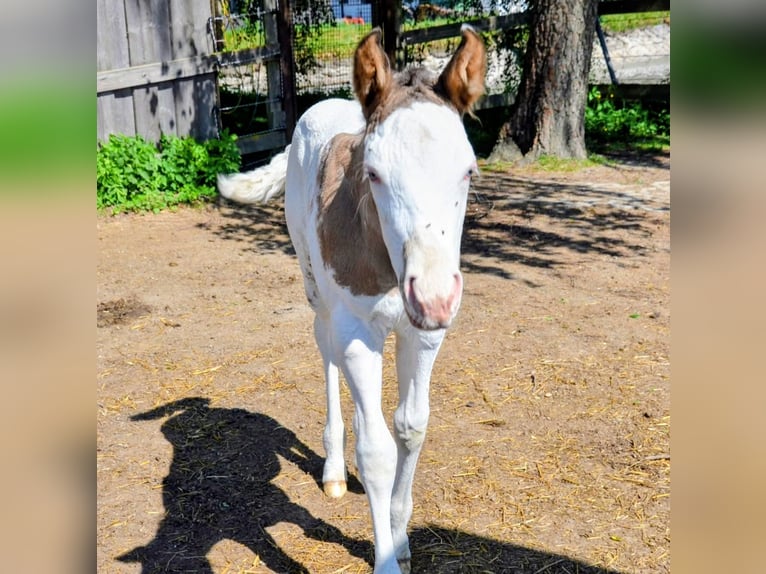 Appaloosa Semental Potro (05/2026) 150 cm Grullo in Brand