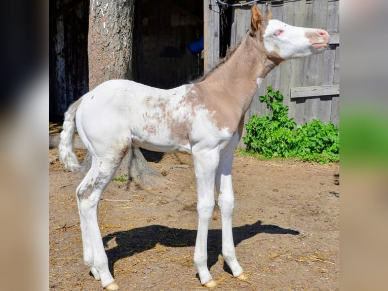 Appaloosa Semental Potro (05/2026) 150 cm Grullo in Brand