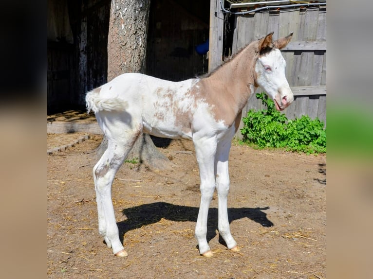 Appaloosa Semental Potro (05/2026) 150 cm Grullo in Brand