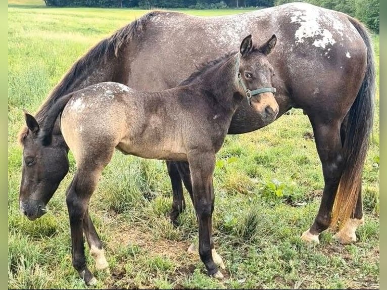 Appaloosa Semental Potro (05/2026) 152 cm Buckskin/Bayo in Oberhosenbach
