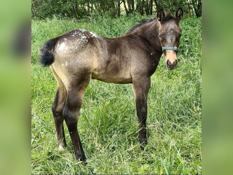 Appaloosa Semental Potro (05/2026) 152 cm Buckskin/Bayo in Oberhosenbach