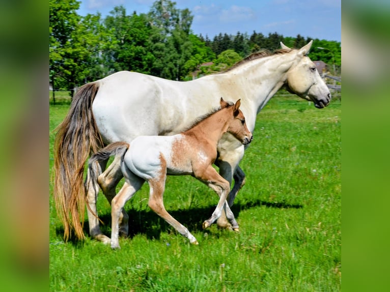 Appaloosa Semental Potro (05/2026) 153 cm Bayo in Brand