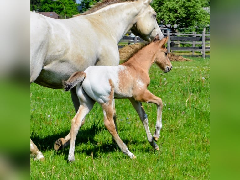 Appaloosa Semental Potro (05/2026) 153 cm Bayo in Brand