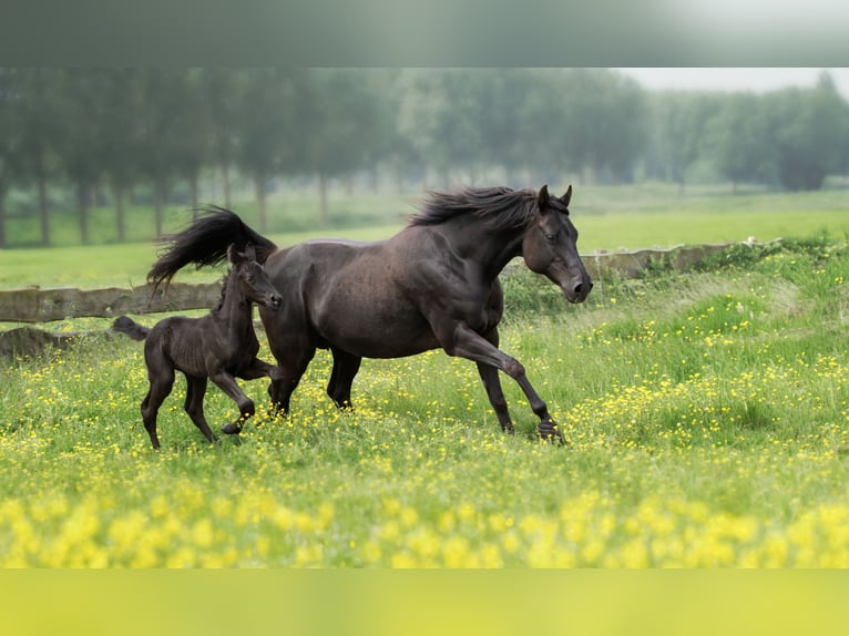 Appaloosa Mestizo Semental Potro (05/2024) 155 cm Atigrado/Moteado in Simonshaven