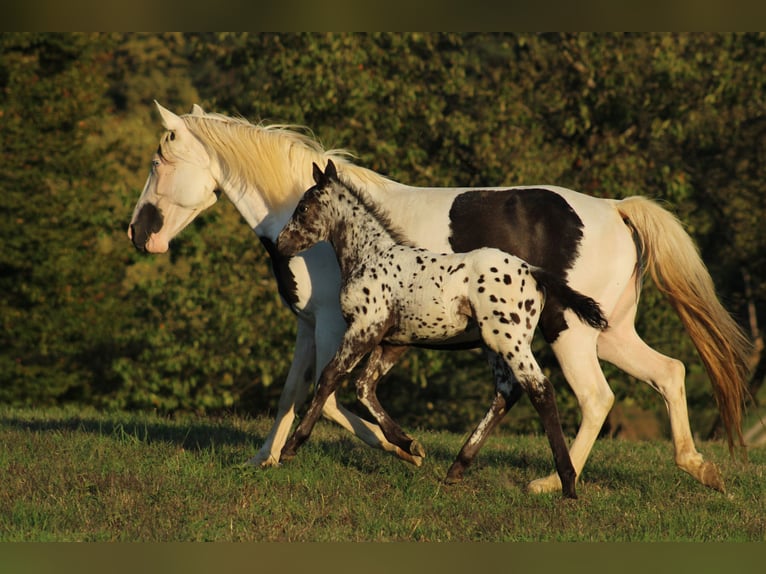 Appaloosa Mestizo Semental Potro (08/2026) 155 cm Atigrado/Moteado in Brežice