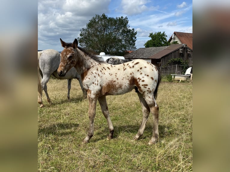 Appaloosa Semental Potro (03/2026) 155 cm Atigrado/Moteado in Pappenheim