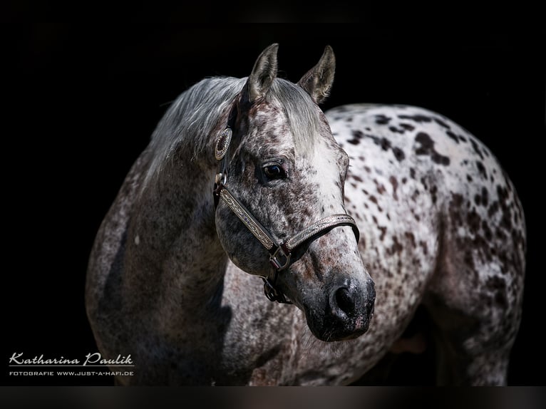 Appaloosa Semental Potro (04/2026) 155 cm Atigrado/Moteado in Pappenheim