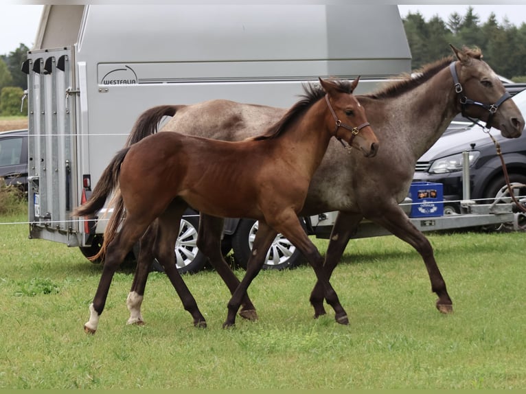 Appaloosa Semental Potro (04/2025) 155 cm Buckskin/Bayo in Pappenheim